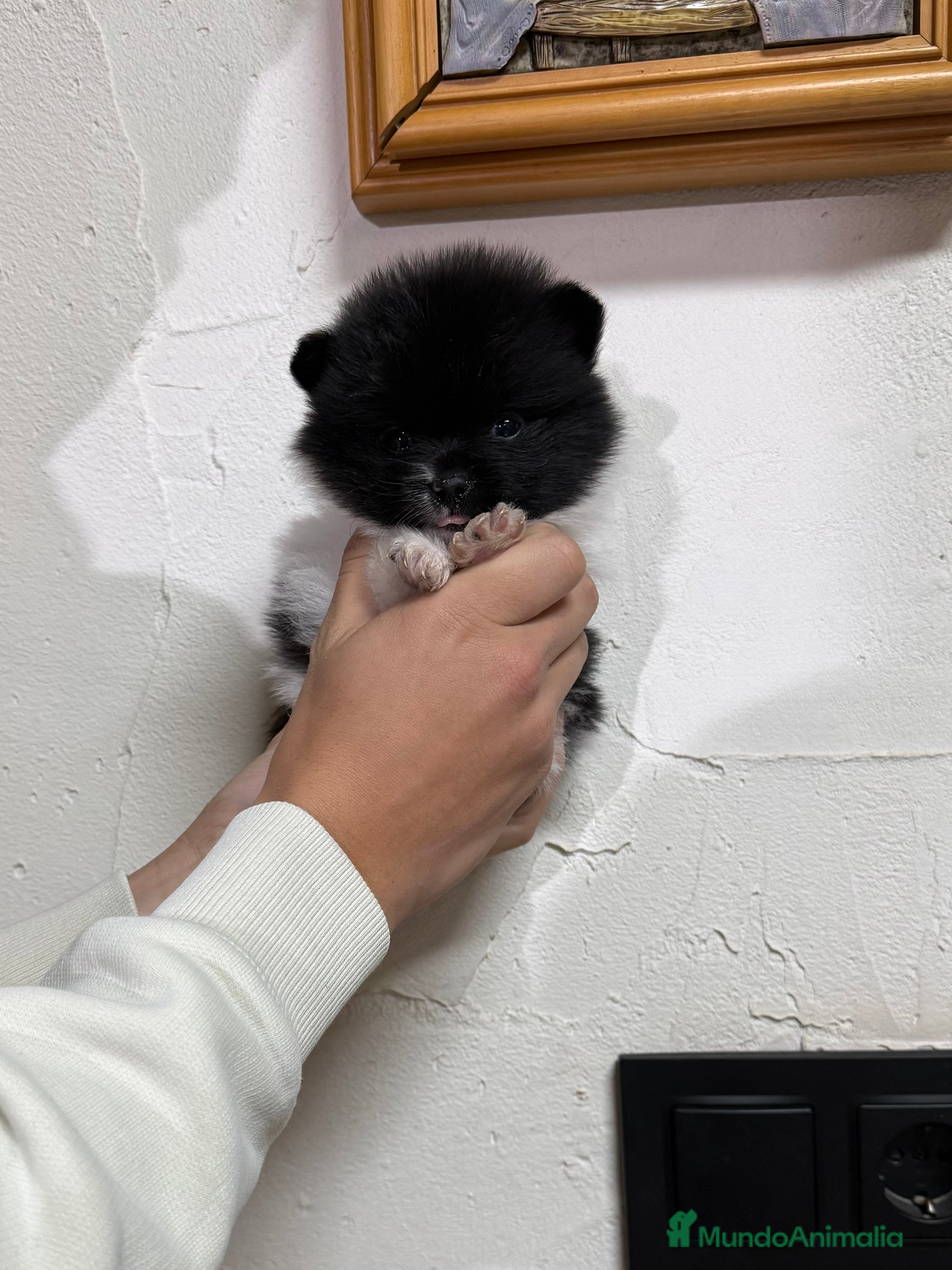 Pomerania perros Pomerania Toy - Anuncio 28