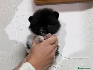 Pomerania perros Pomerania Toy - Anuncio 6