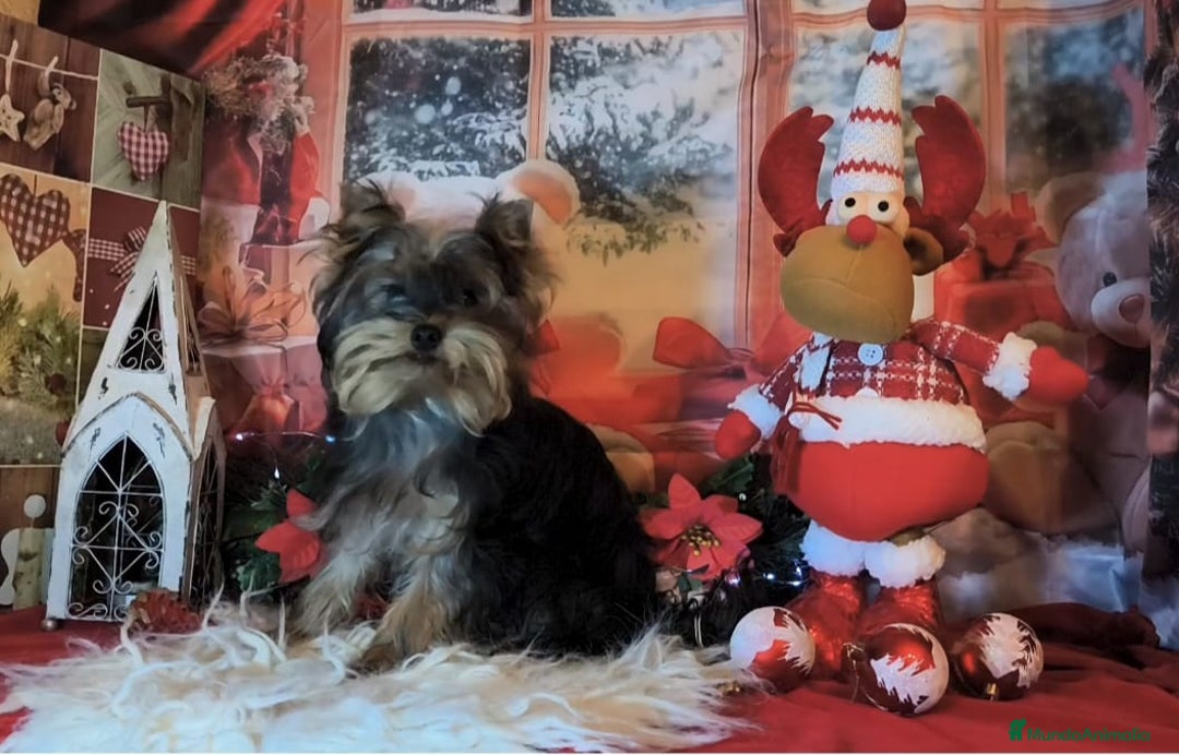 Yorkshire Terrier perros en venta: Yorkshire terrier  - Anuncio 6