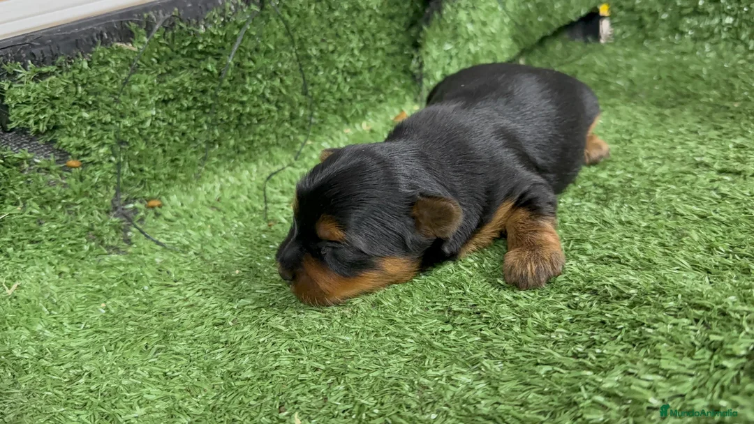 Yorkshire Terrier perros en venta: Yorkshire  - Anuncio 3