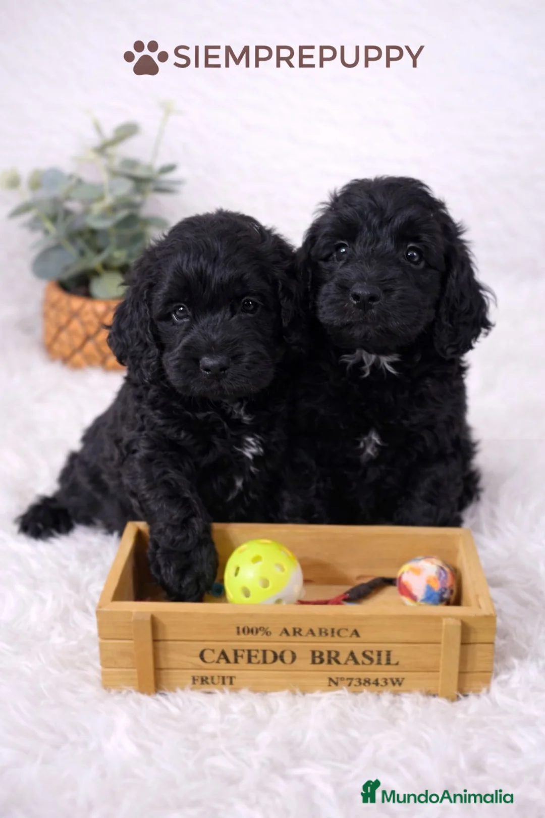 Cockapoo perros en venta: COCKAPOO CACHORRITOS - Anuncio 1