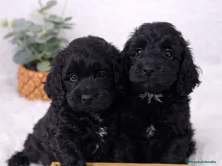 Cockapoo perros COCKAPOO CACHORRITOS - Anuncio 1