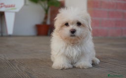 Maltipoo perros en venta: ❄️ Snow – Maltipoo blanco crema en miniatura 🐾 - Imagen 2