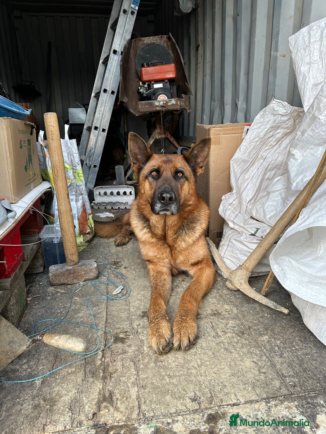 Pastor Alemán perros para monta: Pastor alemán para montas  - Anuncio 5