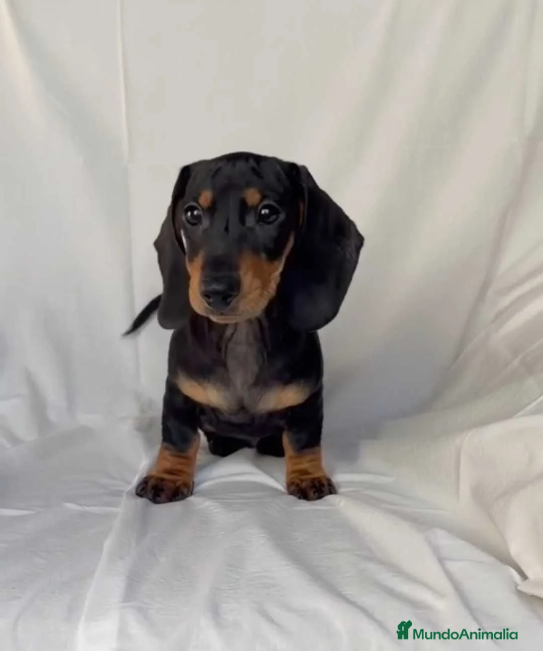 Teckel perros en venta: Camada de Teckel - Anuncio 1