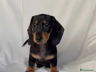 Teckel perros Camada de Teckel - Anuncio 3