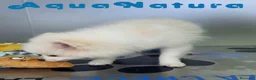 Pomerania perros en venta: Pomerania Macho 8165 AQUANATURA - Anuncio 2