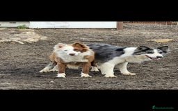 Border Collie perros en venta: Border collie  - Imagen 15