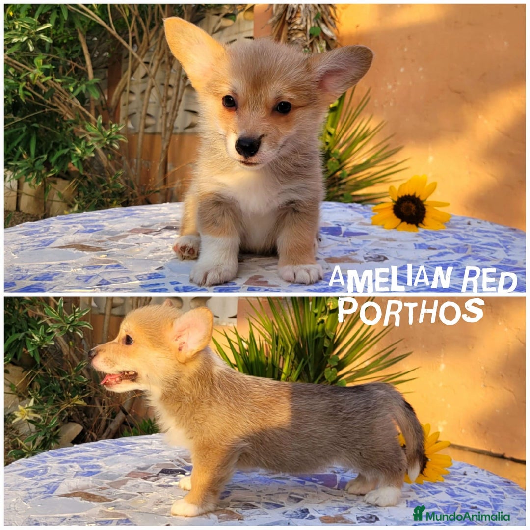 Welsh Corgi Pembroke perros en venta: Welsh Corgi Pembroke cachorros - Imagen 3