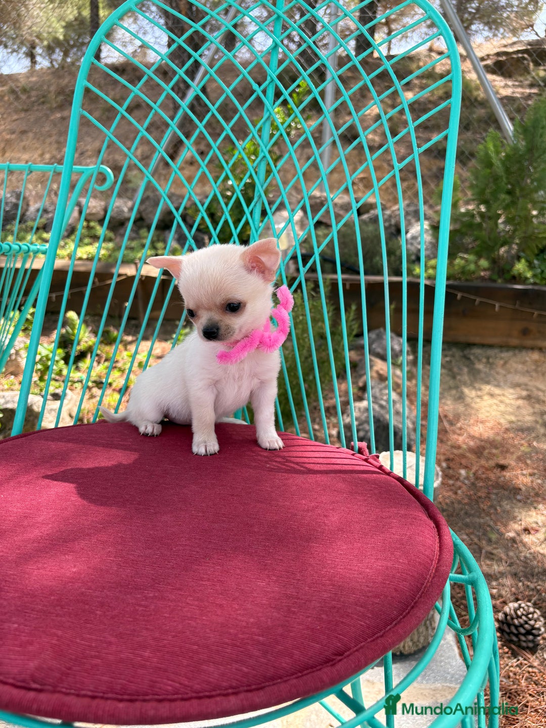Chihuahua perros en venta: Chihuahua hembra blanca !!! - Anuncio 5