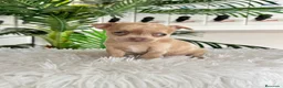 Chihuahua perros en venta: CHIHUAHUA  - Anuncio 4