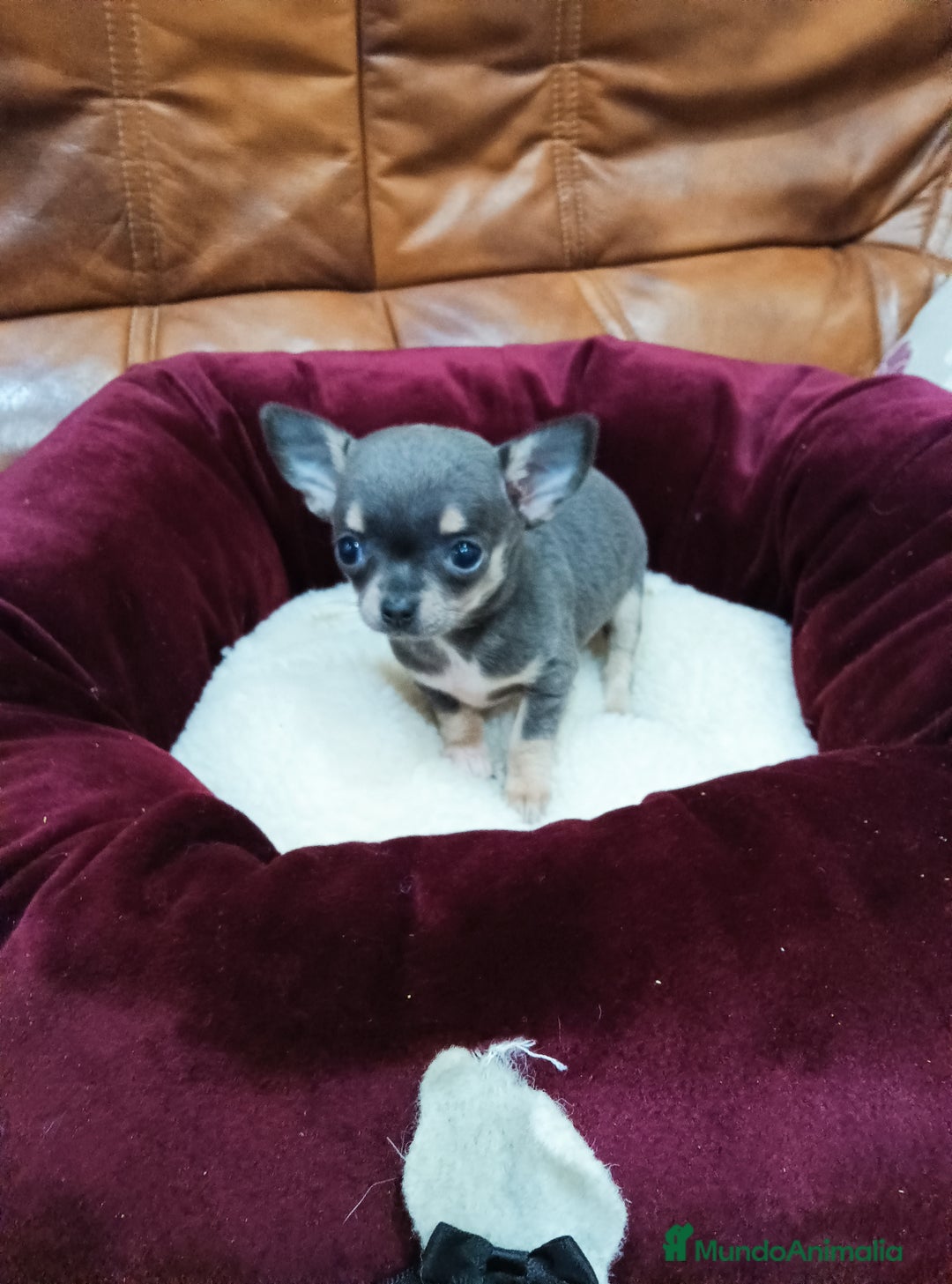 Chihuahua perros en venta: Chihuahua toy - Anuncio 5