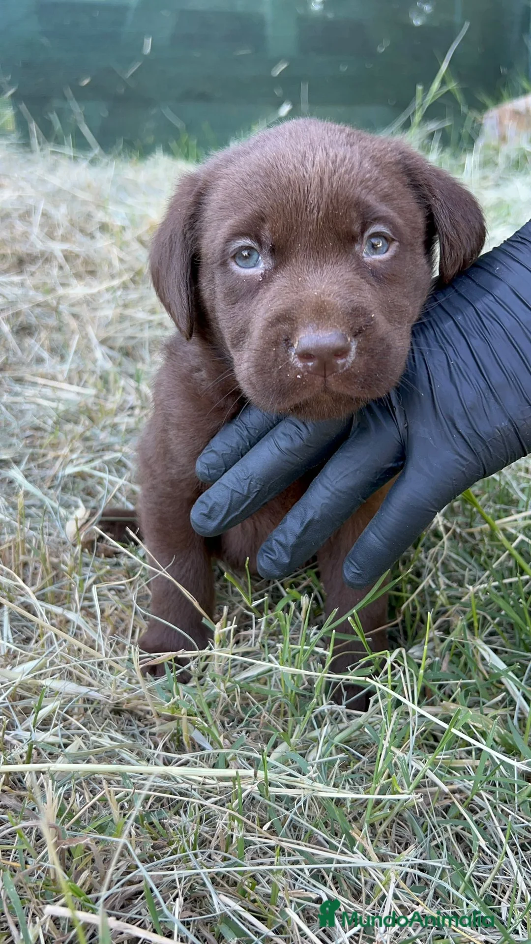 Labrador Retriever perros en venta: Labrador Retriever  - Anuncio 2