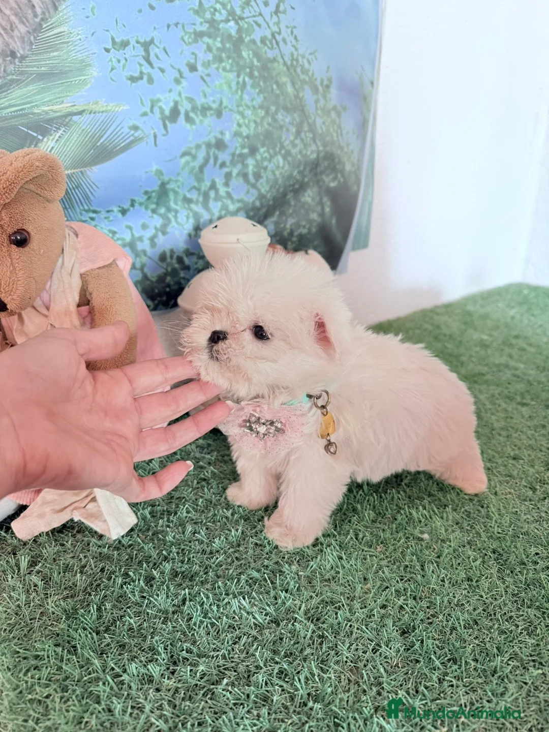 Bichón Maltés perros en venta: Bichon corto ano mayo un - Anuncio 2