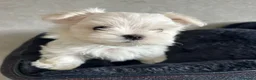 Bichón Maltés perros en venta: ✨ PRECIOSOS BICHON MALTÉS 🤍 - Anuncio 3