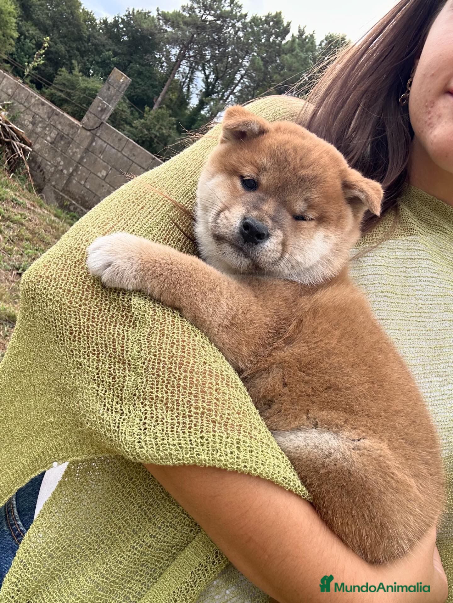 Shiba Inu perros SHIBA INU PONTEVEDRA - Anuncio 2