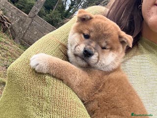 Shiba Inu perros SHIBA INU PONTEVEDRA - Anuncio 2