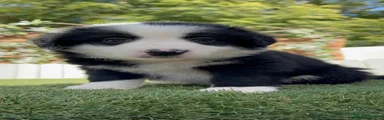 Border Collie 1