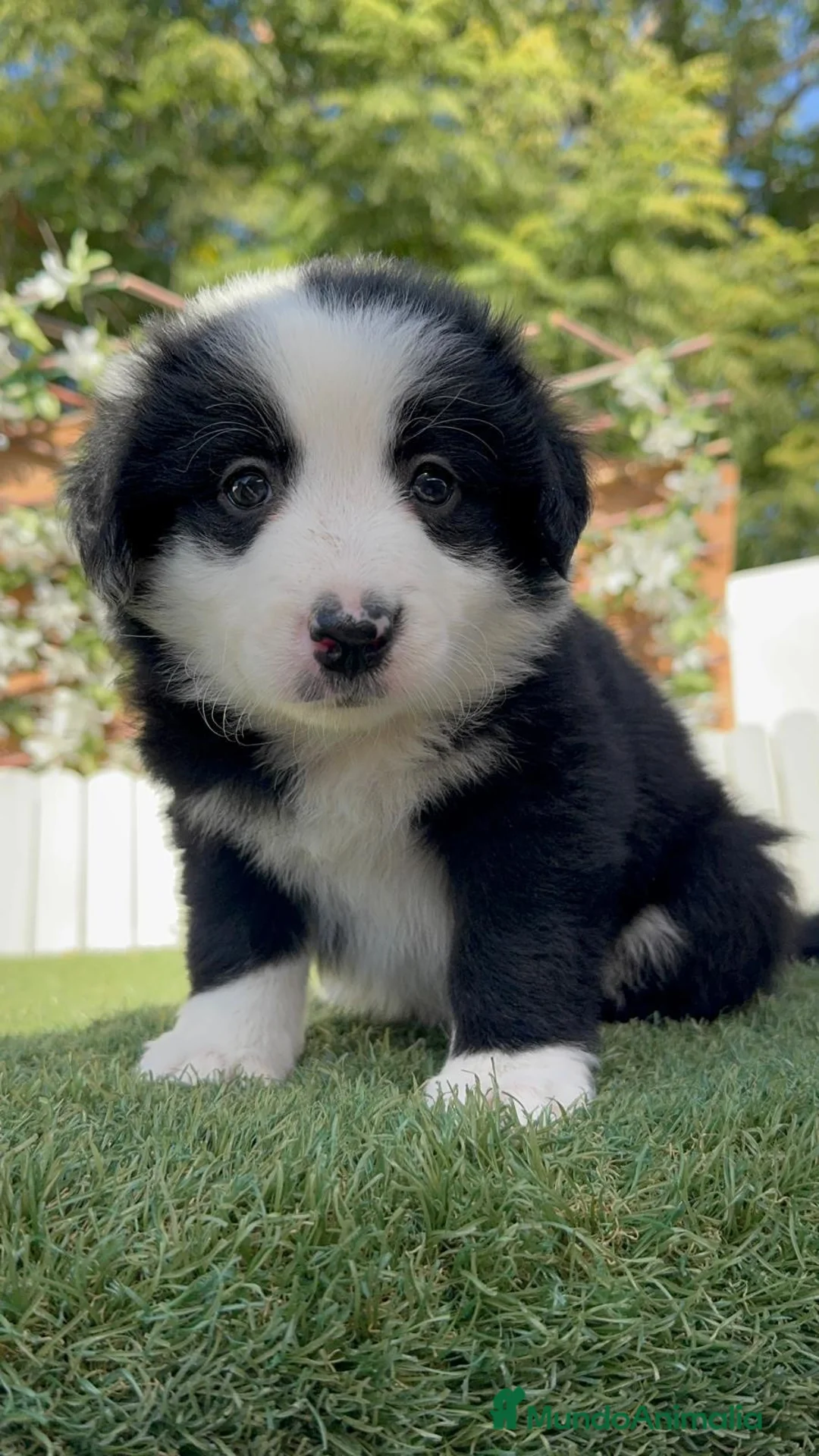 Border Collie perros en venta: BORDER COLLIE HEMBRA – BLANCA Y NEGRA 🤍🐶 - Anuncio 2