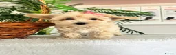 Maltipoo perros en venta: MALTIPOO HEMBRA - Anuncio 2