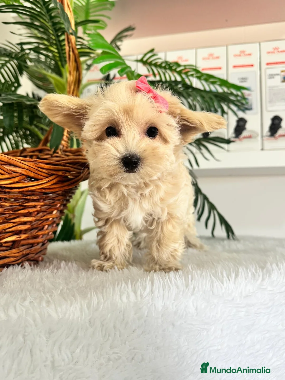 Maltipoo perros en venta: MALTIPOO HEMBRA - Anuncio 2