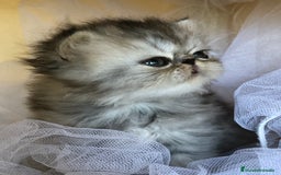 Persa gatos en venta: GATITOS PERSAS - Imagen 7