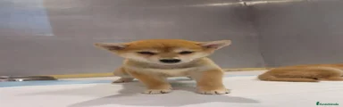 Shiba Inu 1