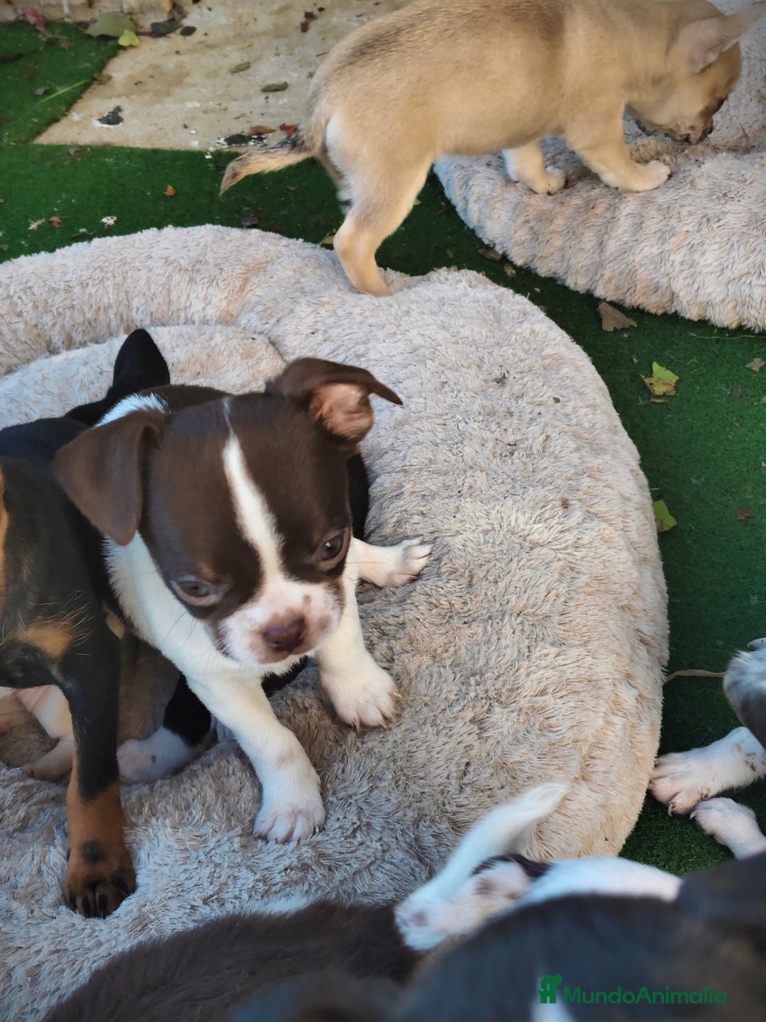 Chihuahua perros en venta: Chihuahua Toy  - Anuncio 4