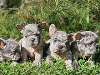 Bulldog Francés perros ‼️‼️BULLDOG FRANCES EXÓTICOS - Anuncio 5