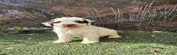 Perro de Agua Español perros en venta: PERRO DE AGUA  - Anuncio 4