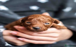 Caniche Toy perros en venta: Caniche toy rojo intenso - Anuncio 5