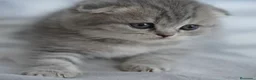 Scottish Fold gatos en venta: Scottish Fold - Anuncio 2
