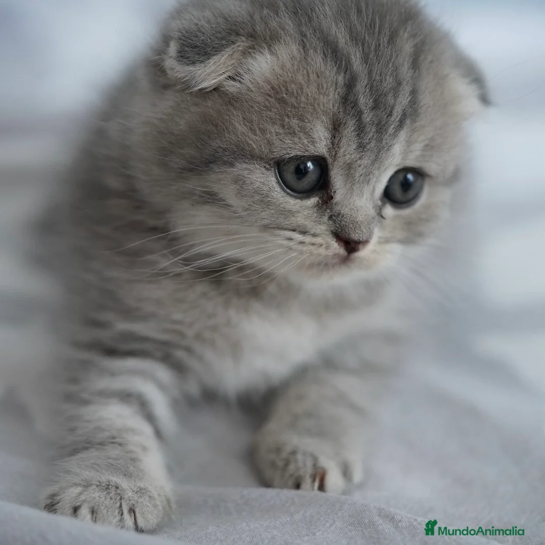 Scottish Fold gatos en venta: Scottish Fold - Anuncio 2