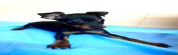 Pinscher Miniatura perros en venta: Pinscher miniatura - Anuncio 3