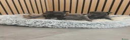 Pequeño Lebrel Italiano perros en venta: Pequeño Lebrel Italiano disponibles para octubre  - Anuncio 2