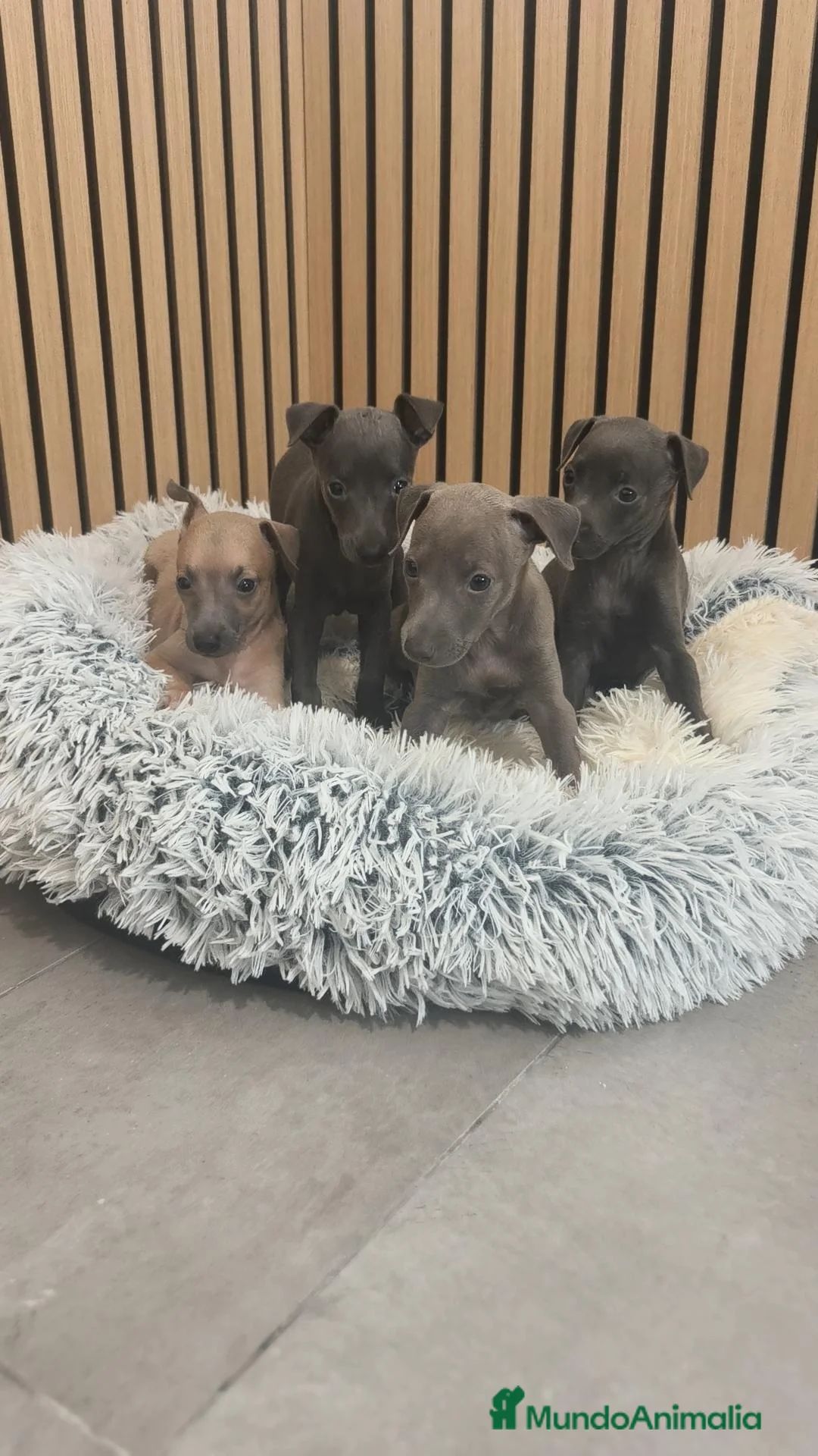 Pequeño Lebrel Italiano perros en venta: Pequeño Lebrel Italiano disponibles para octubre  - Anuncio 2