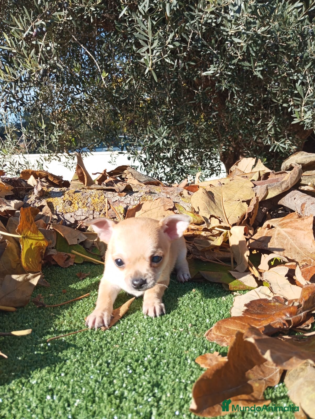 Chihuahua perros Chihuahuas toy cabeza de manzana - Anuncio 4