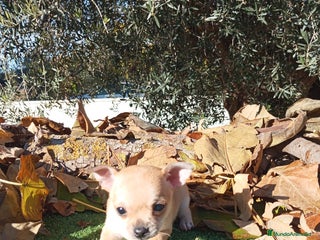 Chihuahua perros Chihuahuas toy cabeza de manzana - Anuncio 8