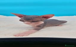 Sphynx gatos en venta: Precioso machito tabby  - Imagen 2