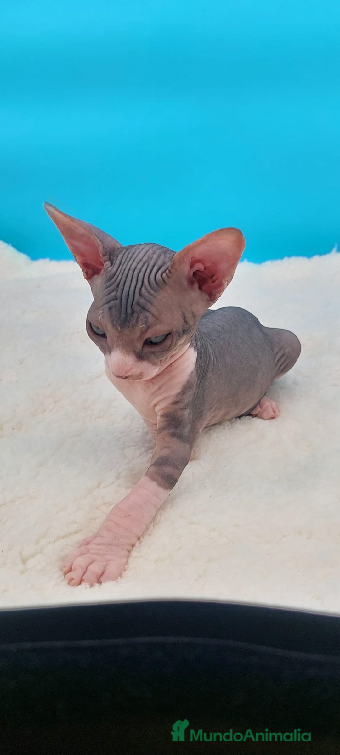 Sphynx gatos en venta: Precioso machito tabby  - Imagen 2