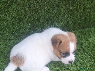 Jack Russell Terrier perros Jack Russell Bicolor Juguetones Disponibles - Anuncio 2