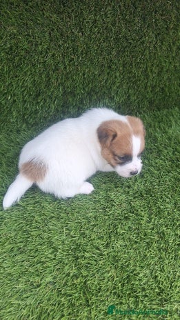 Jack Russell Terrier perros Jack Russell Bicolor Juguetones Disponibles - Anuncio 4