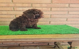 Caniche Toy perros en venta: Caniche   - Imagen 16