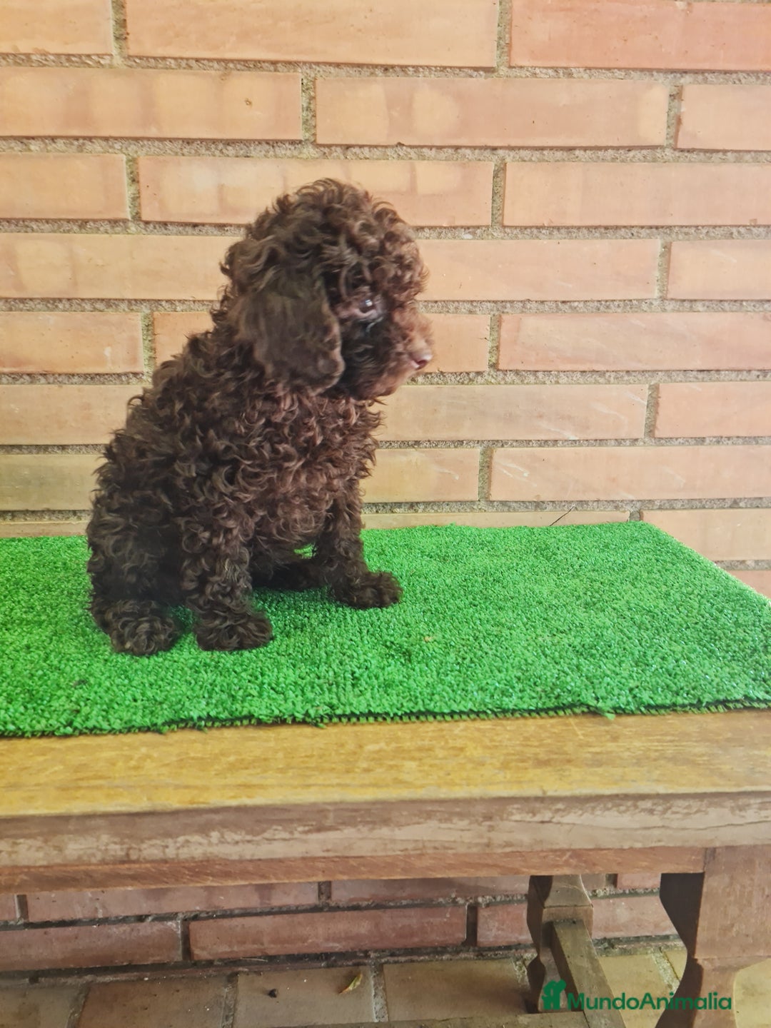 Caniche Toy perros en venta: Caniche   - Imagen 16