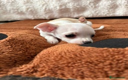 Chihuahua perros en venta: Chihuahua mini toy  - Imagen 4