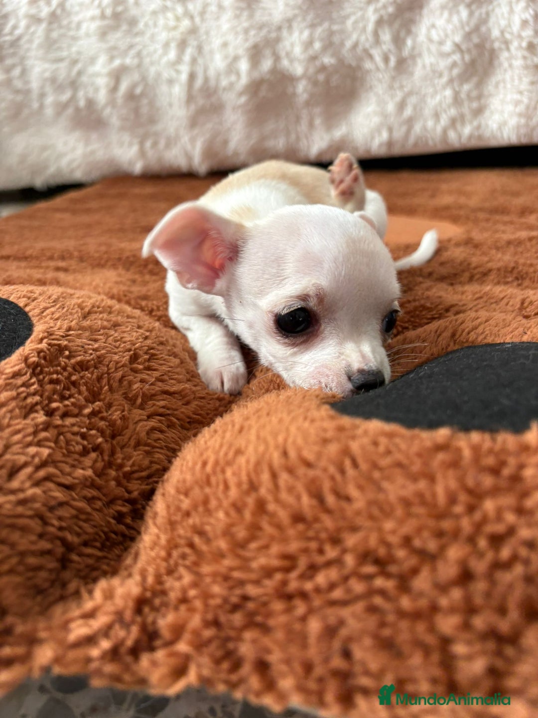 Chihuahua perros en venta: Chihuahua mini toy  - Imagen 4
