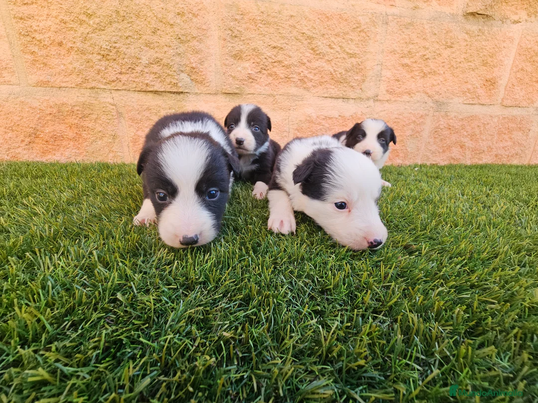 Border Collie perros en venta: CACHORROS DE BORDER COLLIE - Anuncio 5