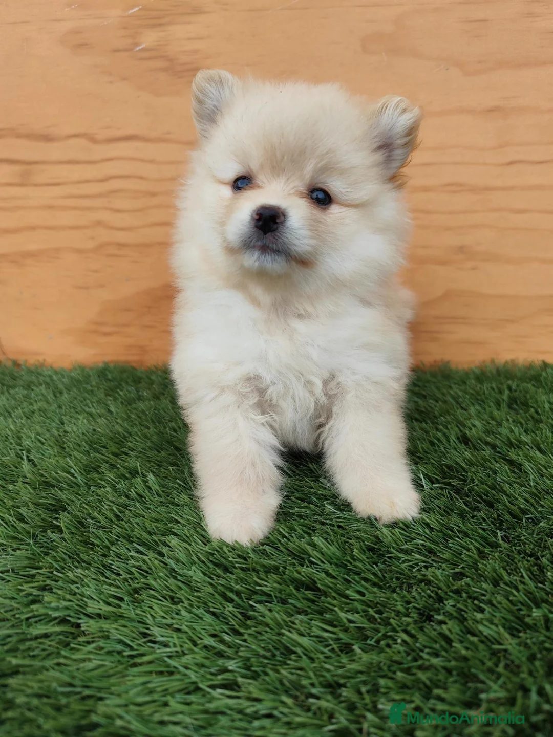 Raza Mixta perros en venta: Spitz aleman  - Anuncio 1