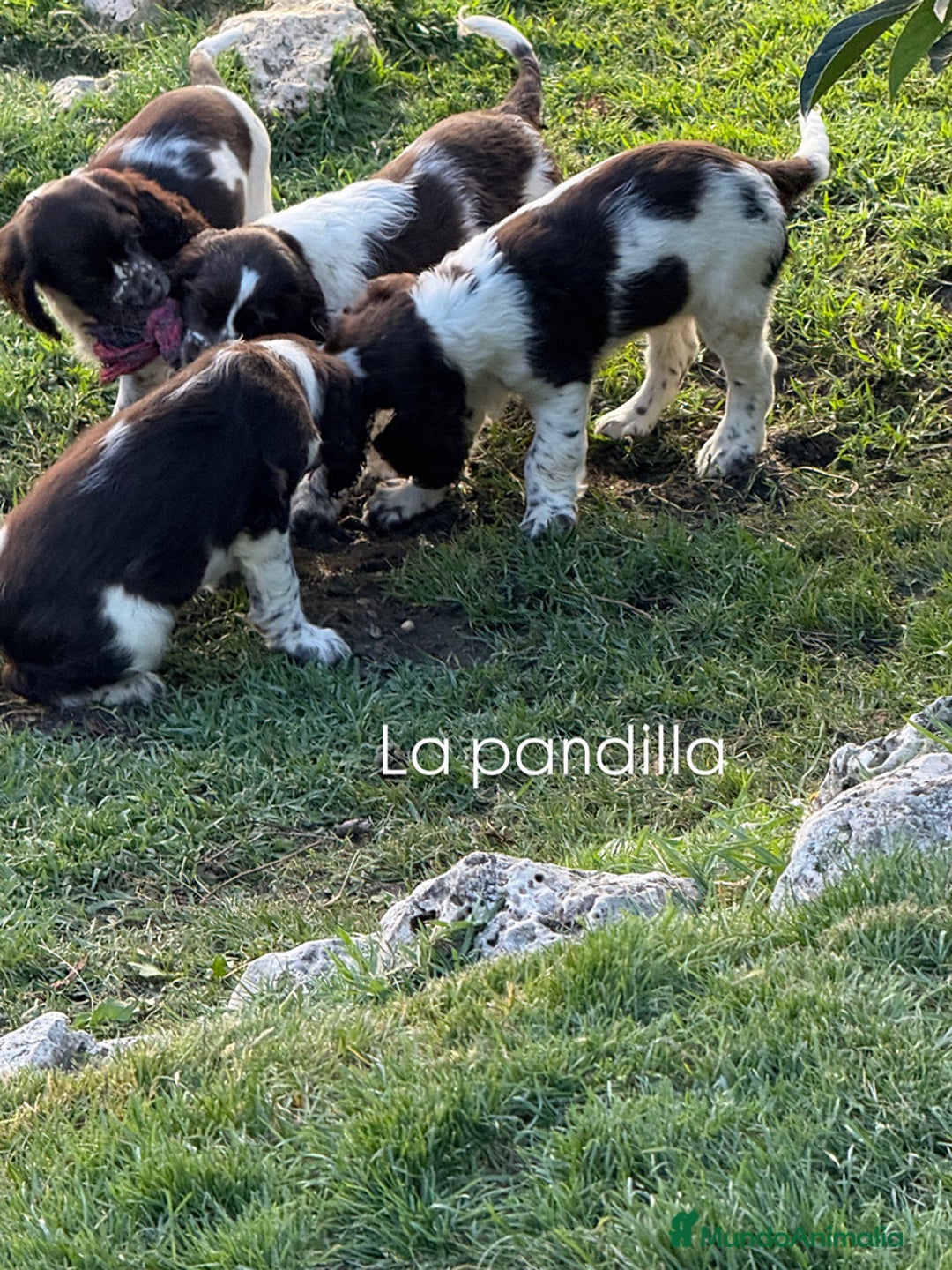 English Springer Spaniel perros en venta: Cachorros Springer Spaniel Inglés bco/hígado. - Imagen 10