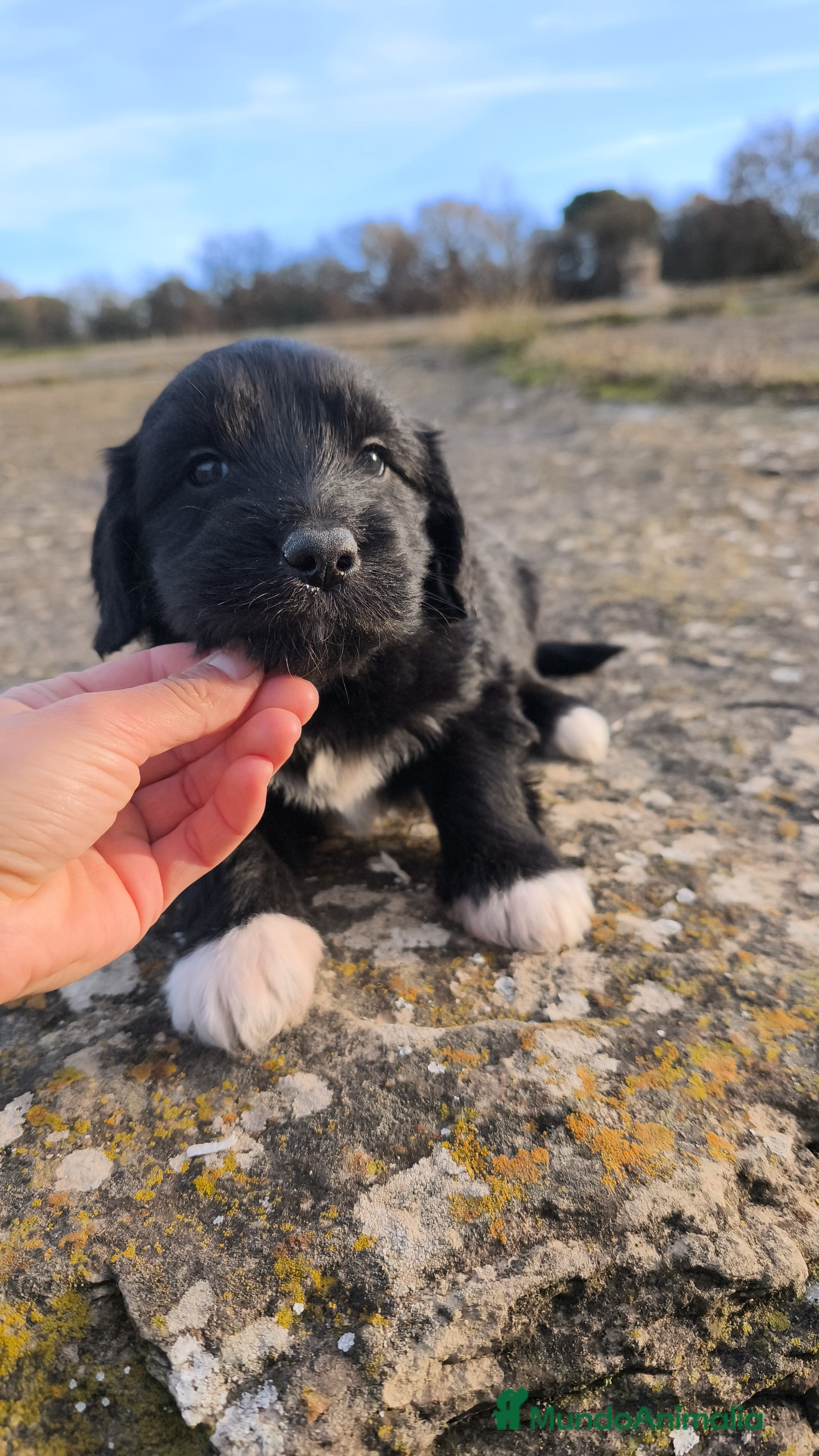 Raza Mixta perros Cachorros cruce de caniche x border collie - Anuncio 4